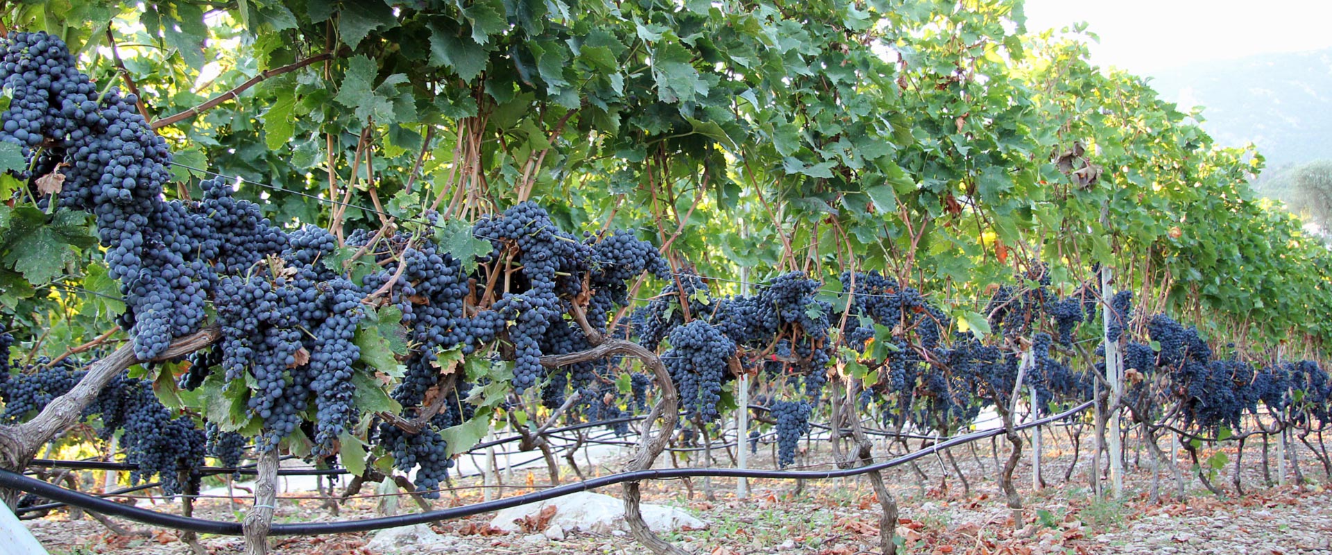 Vinarija Spahija